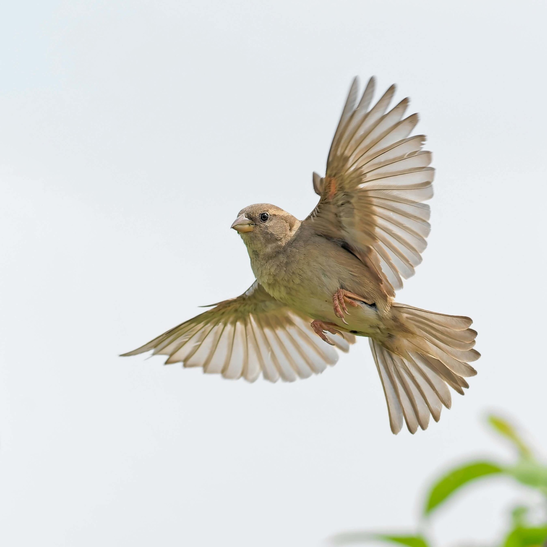 Sparrow